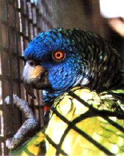 versicolor3