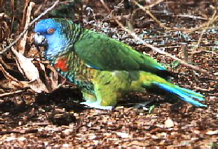 versicolor4