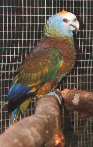vincent21