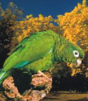 vittata4