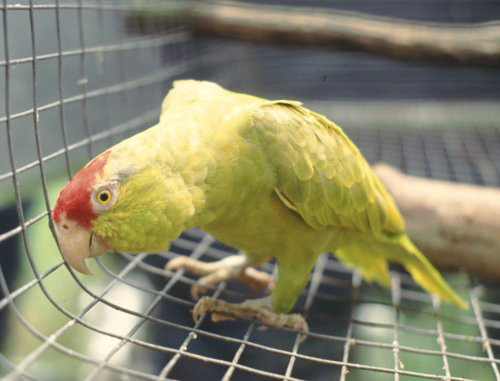 yellow_green-cheeked